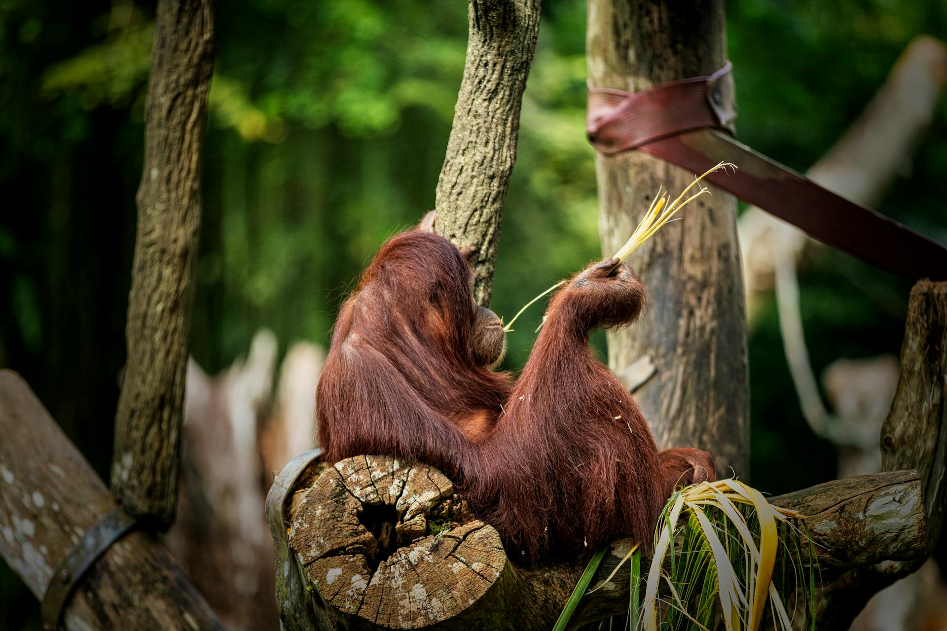 Essence of Borneo: Rivers, Rainforest & Relaxation