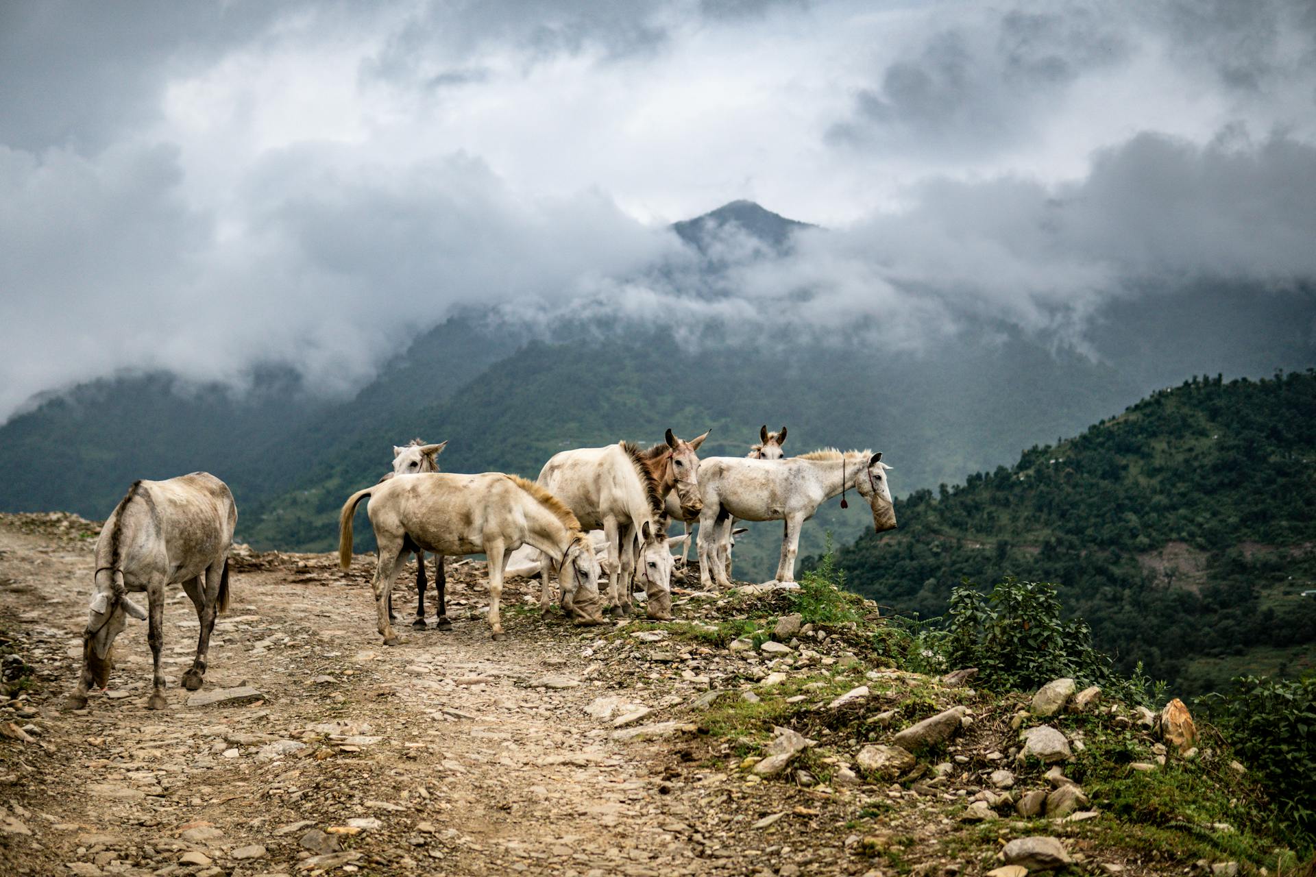 Where to Go and What to See in Nepal